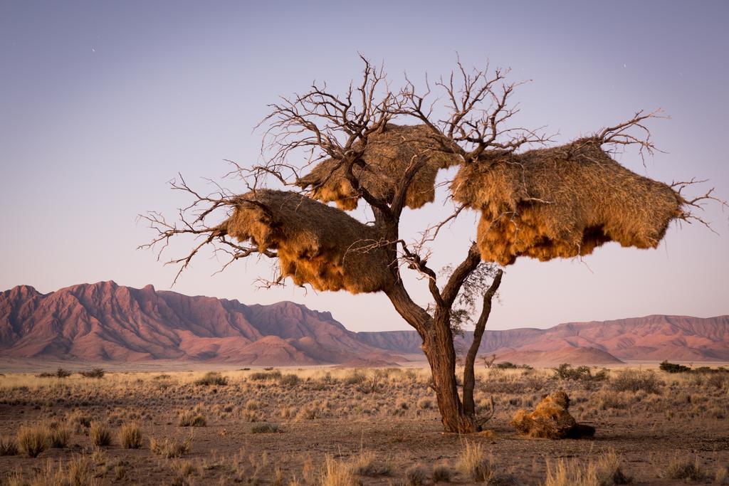 Desert Camp Sesriem Dış mekan fotoğraf